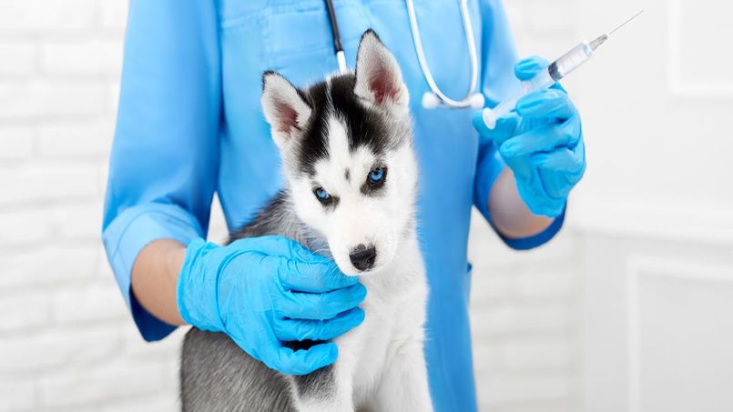 اهمیت واکسن سگ ها