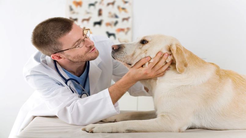 اهمیت واکسن سگ