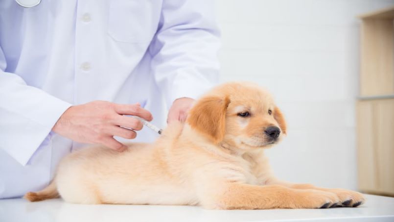 واکسن هایغیر ضروری برای سگ ها