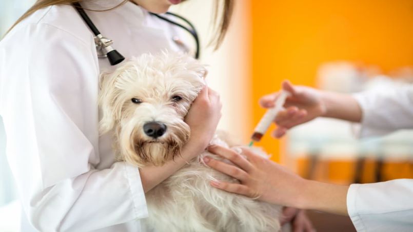 چه واکسنی برای سگ ها ضروری است؟