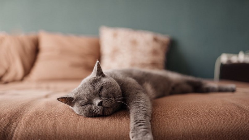 پاک کردن موی گربه از لباس